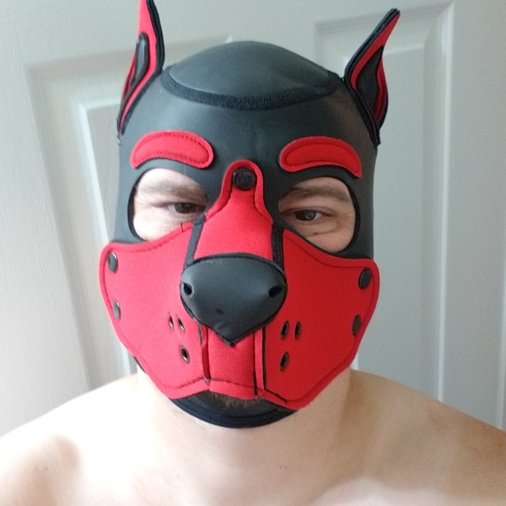 Gideon Geeky Pup profile