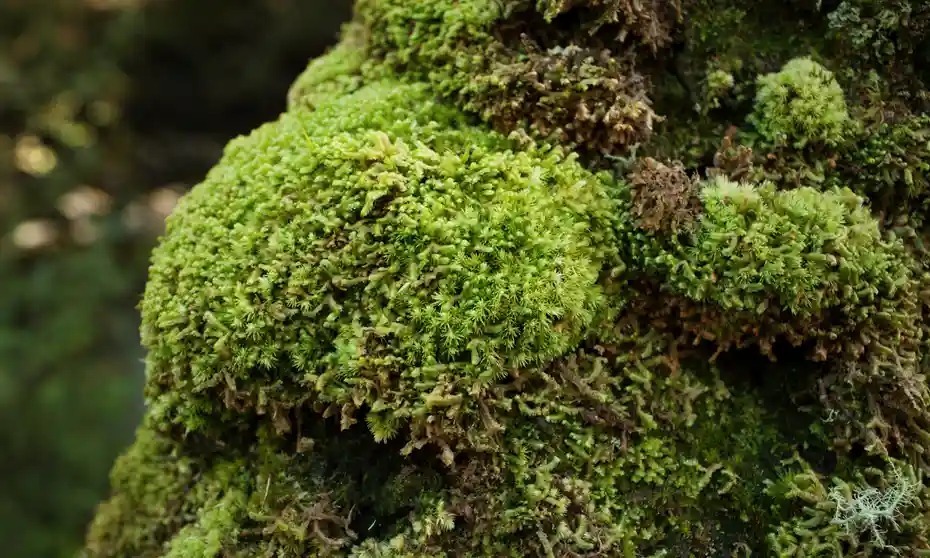 The Moss profile