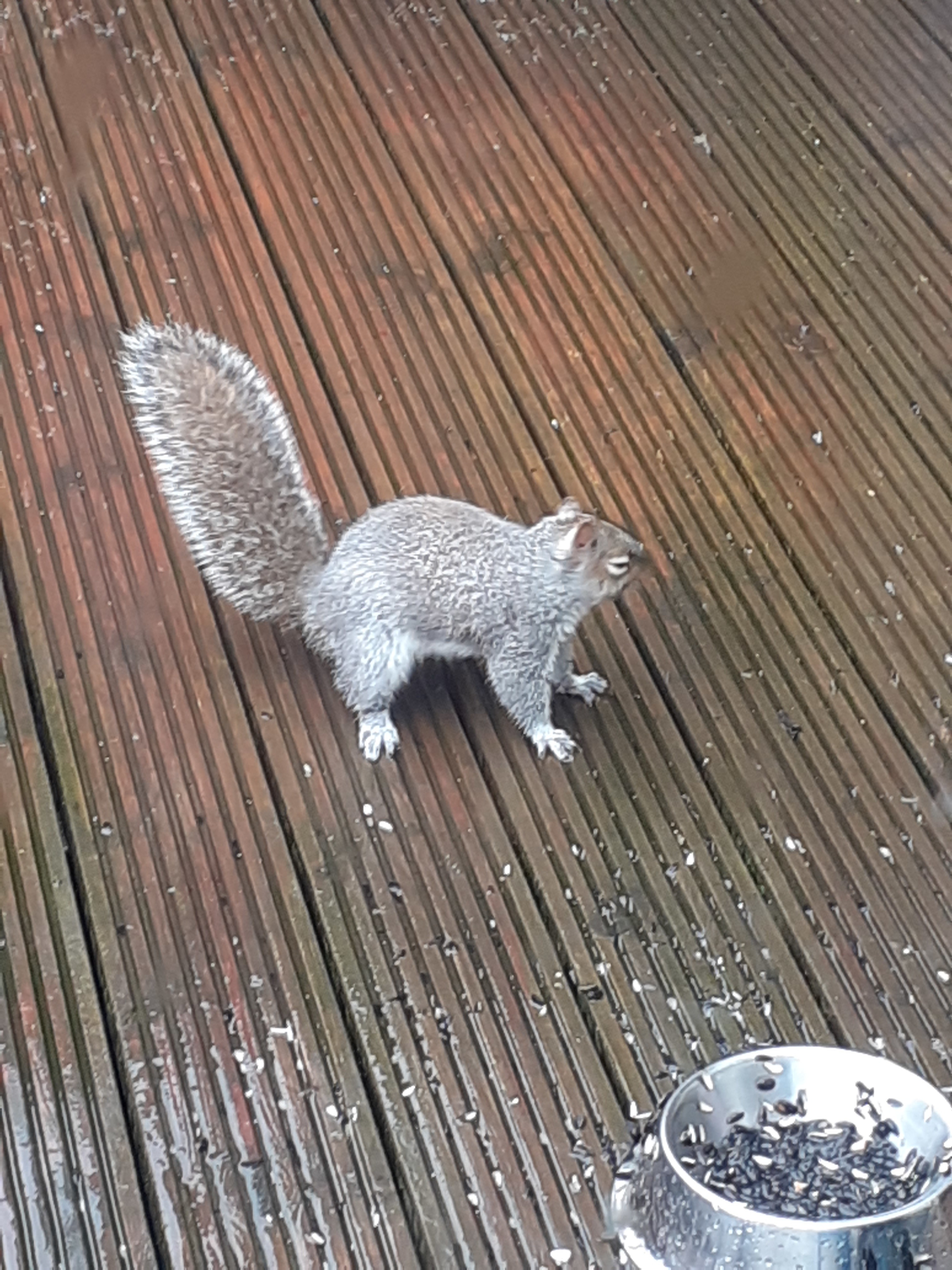 Sexysquirrel profile