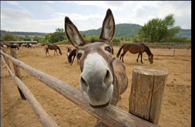 burrodonkey profile