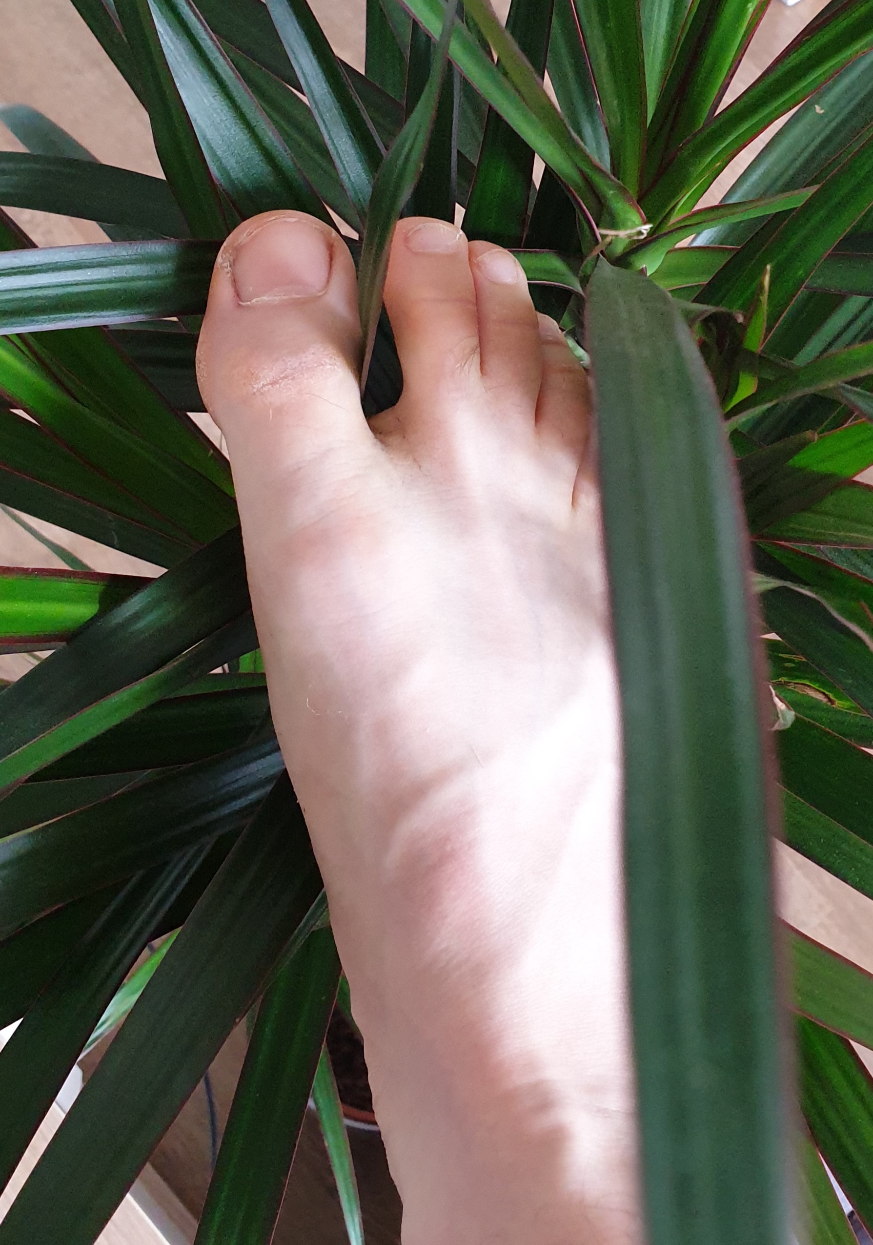 Feet, Food, and Flowers profile