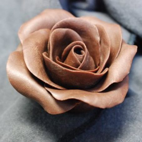 Chocolate Rose profile