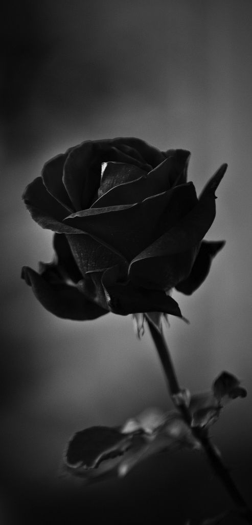 Black Rose thumbnail