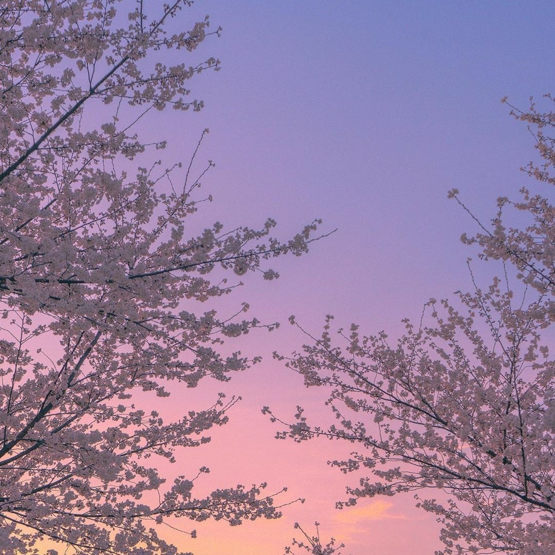 Cherry blossom thumbnail