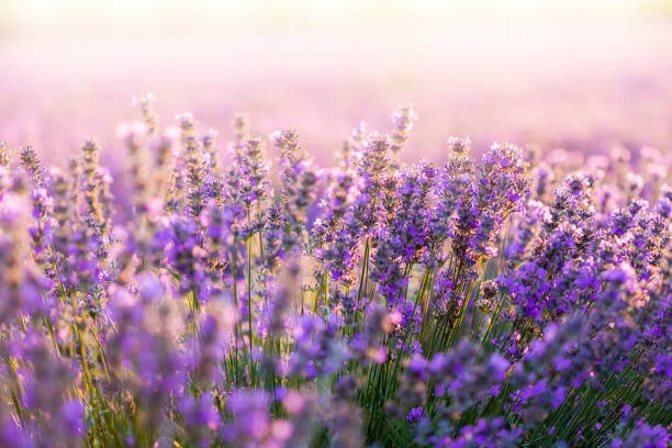 lavender_june thumbnail