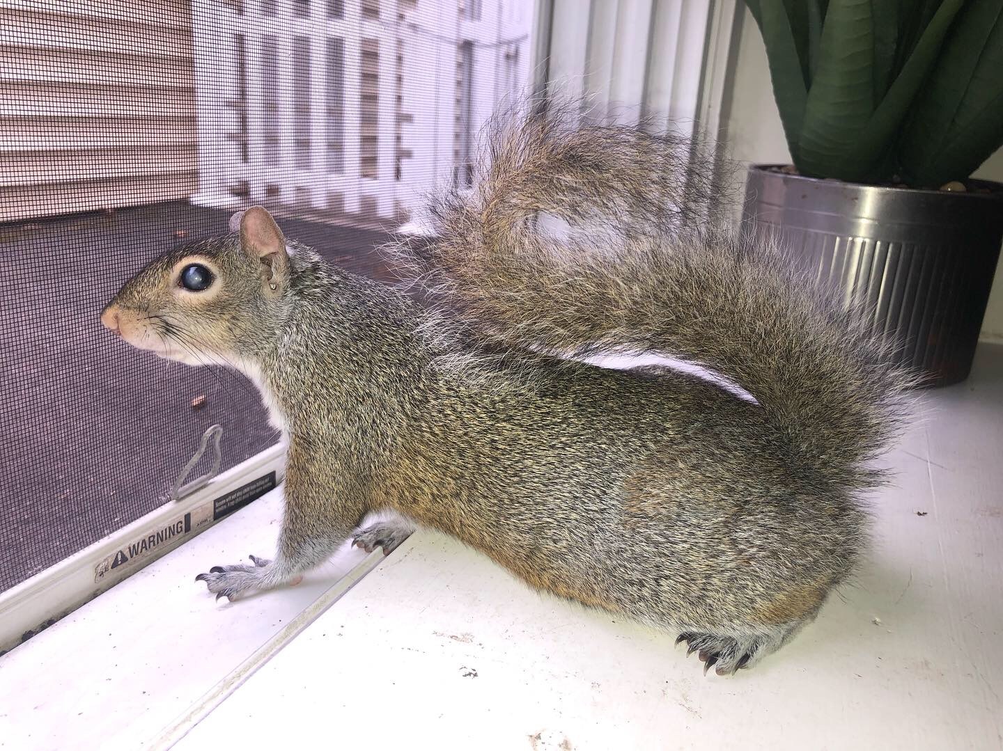 NormaTheSquirrel thumbnail