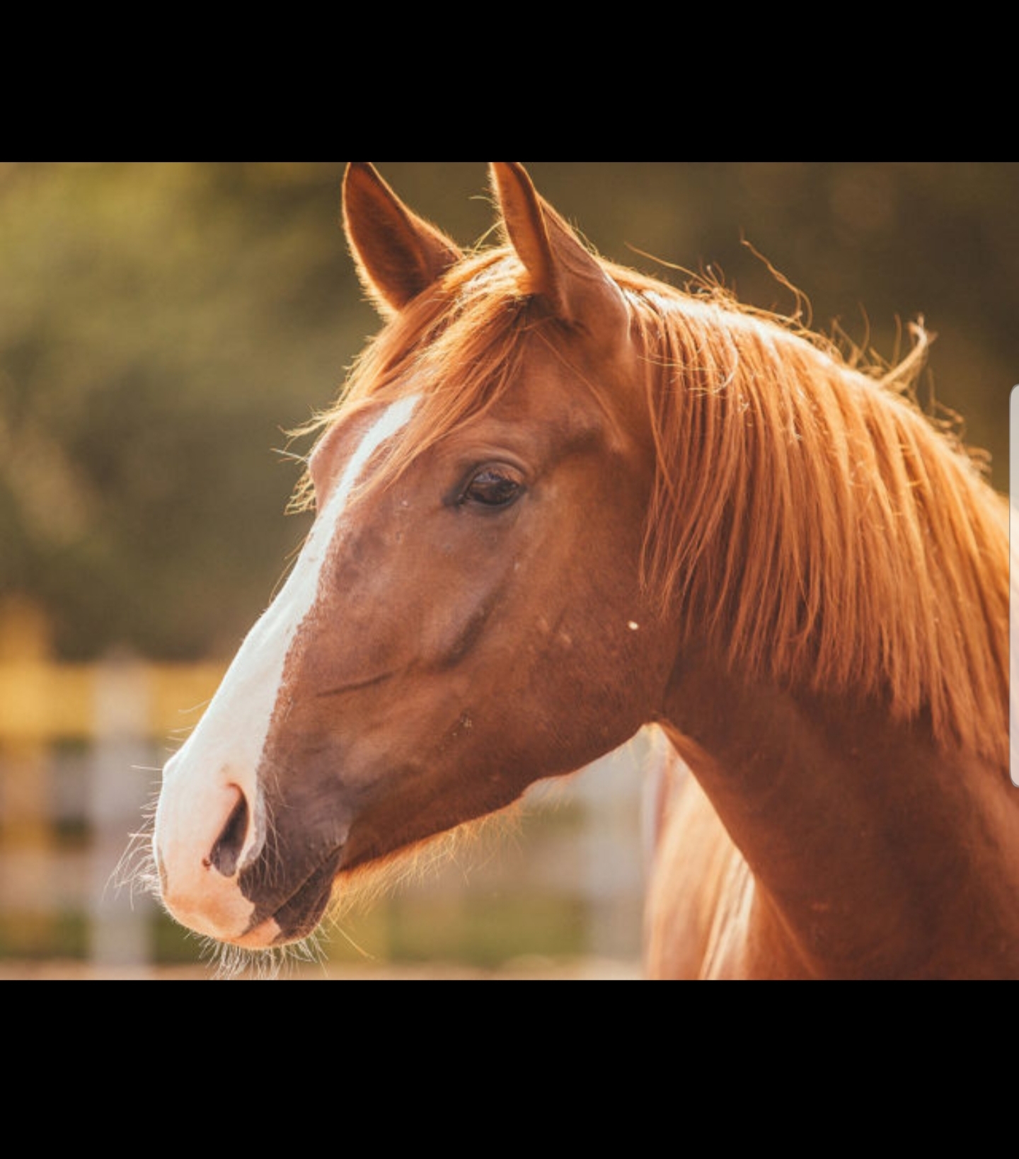 oldmcdonaldhadahorsecock thumbnail