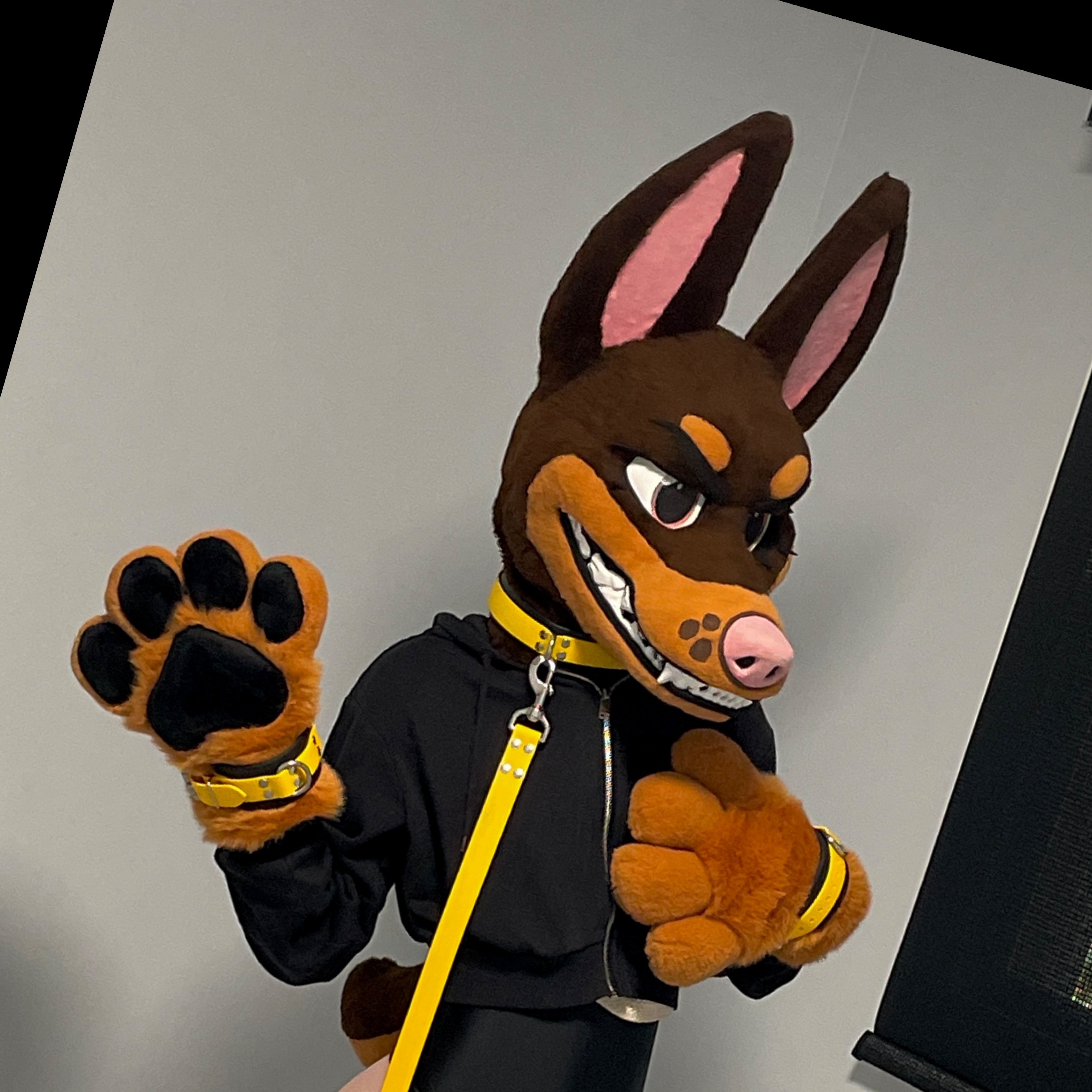 💛 Tobi the Doberman 💛 thumbnail