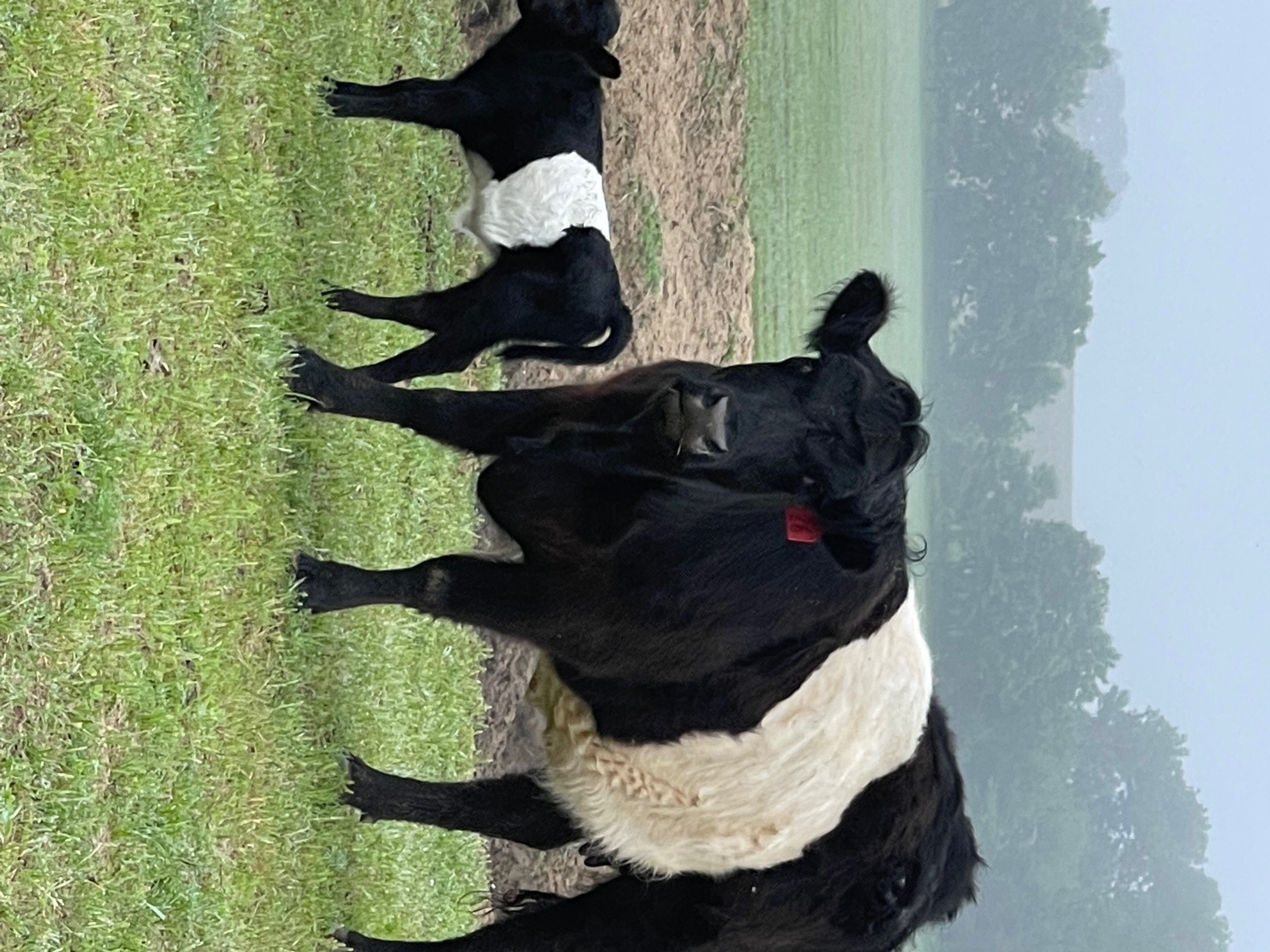 Cattleman profile