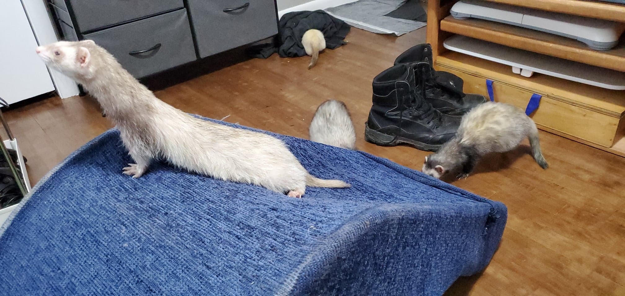 ferretfuzzbutts thumbnail