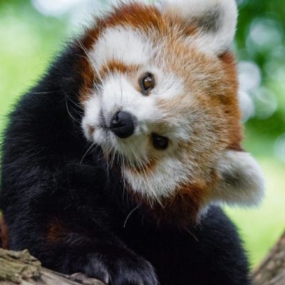 redpandat profile