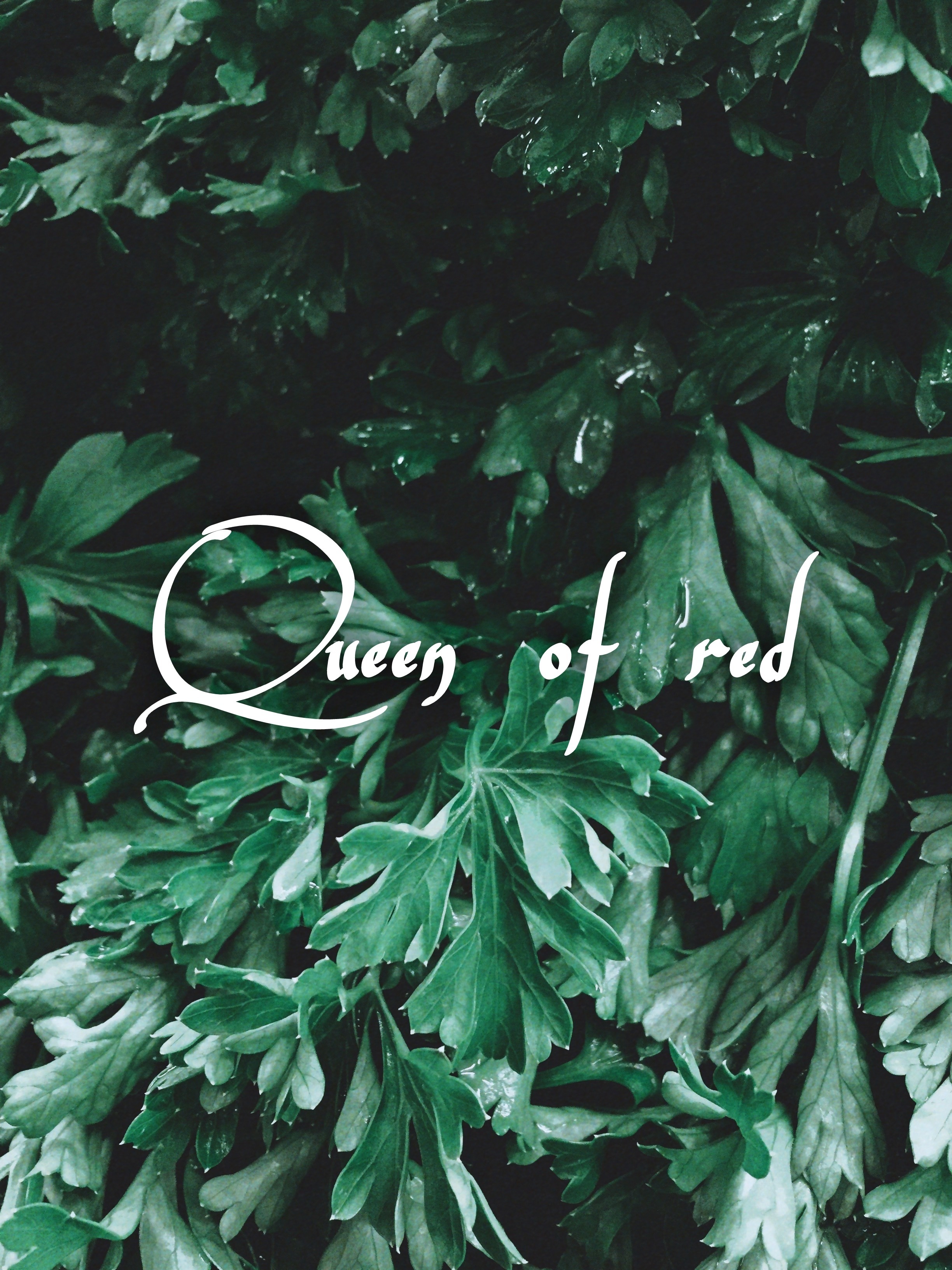 queenofredd thumbnail