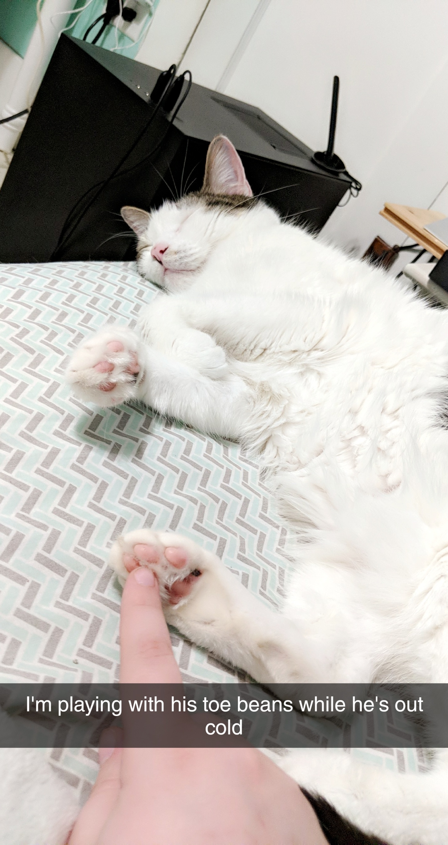 bootoebeans profile