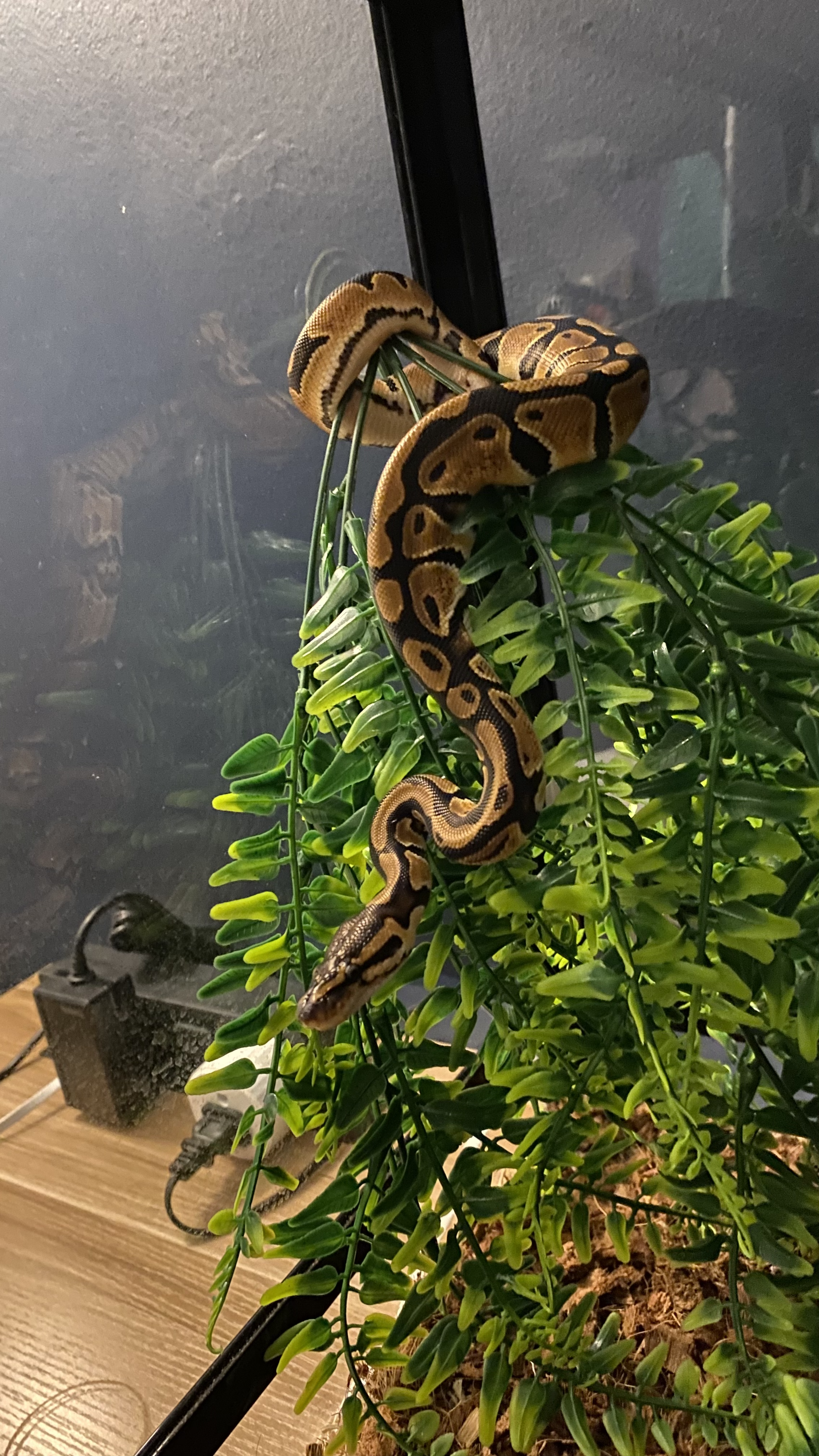 milathesnake profile