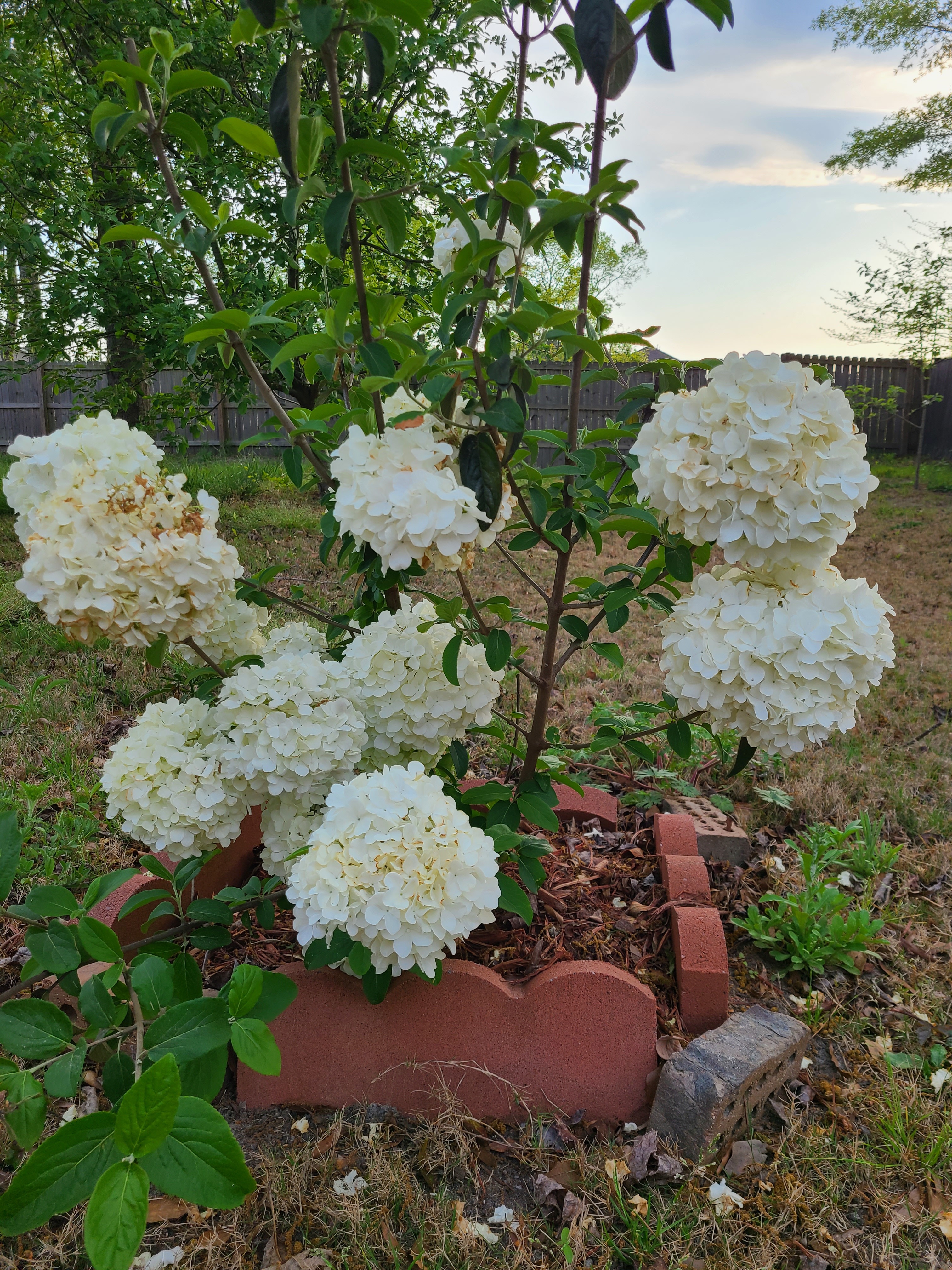 cherrybloomed profile