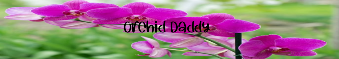 orchid_daddy thumbnail