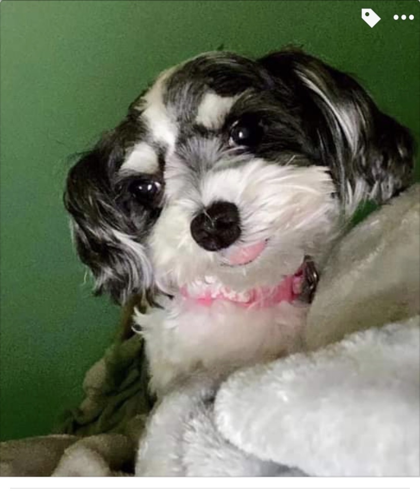 MOLLY MORKIE profile