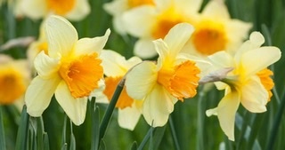 daphnedaffodil thumbnail