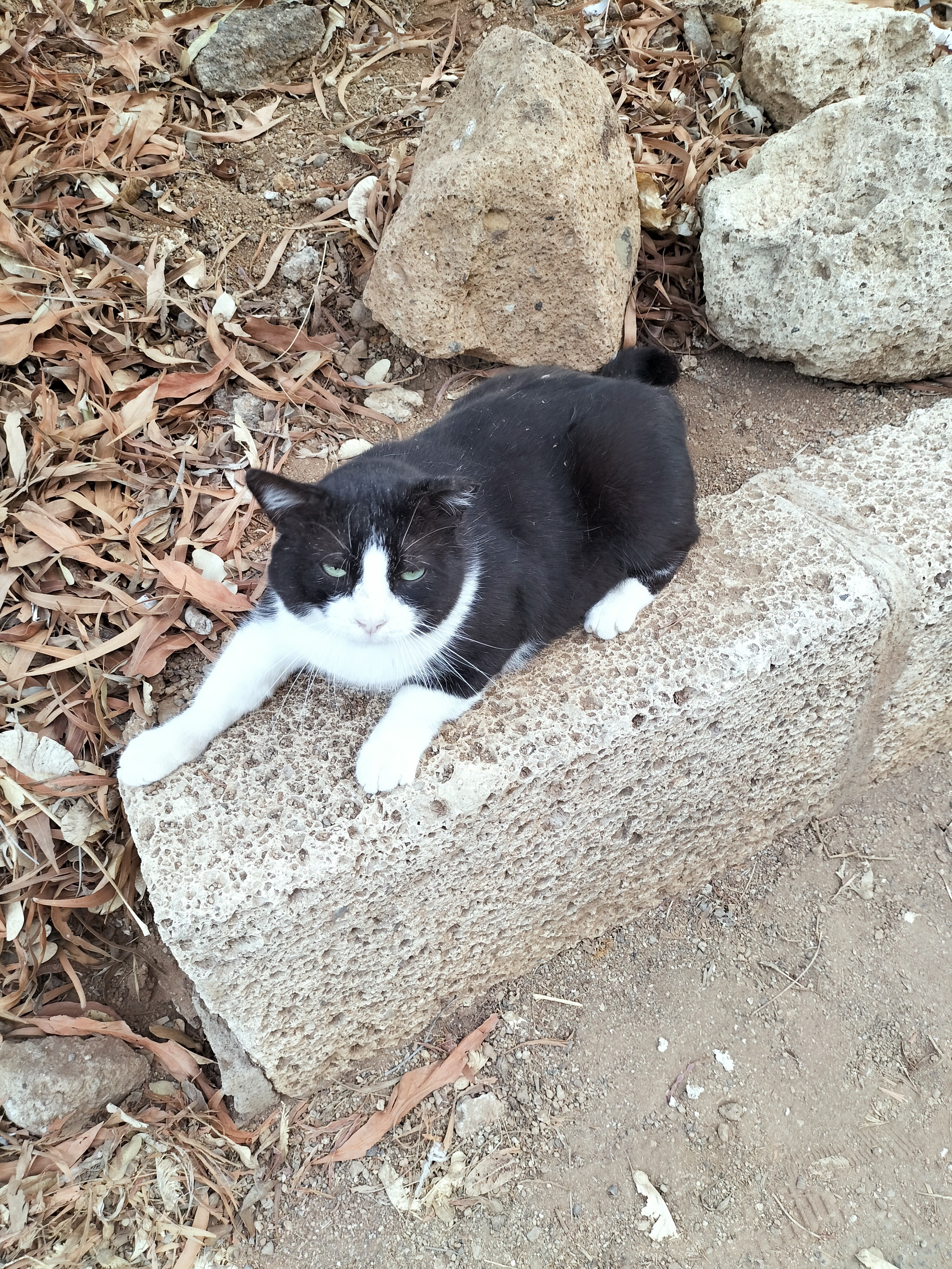 gatosgatos profile