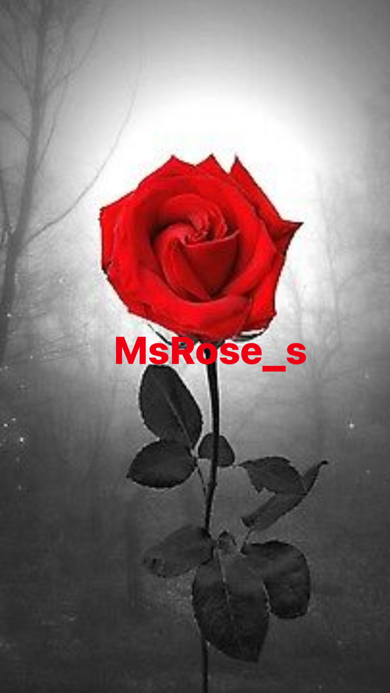 MsRose_S profile