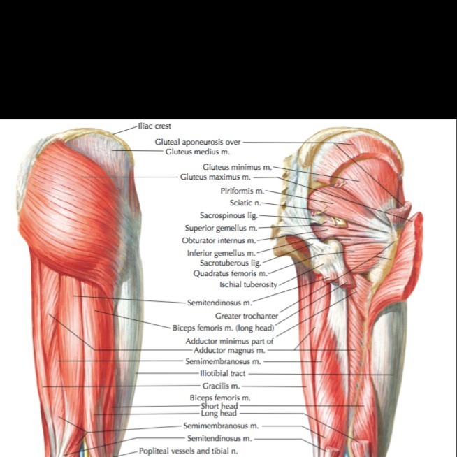 GluteusMaximum thumbnail