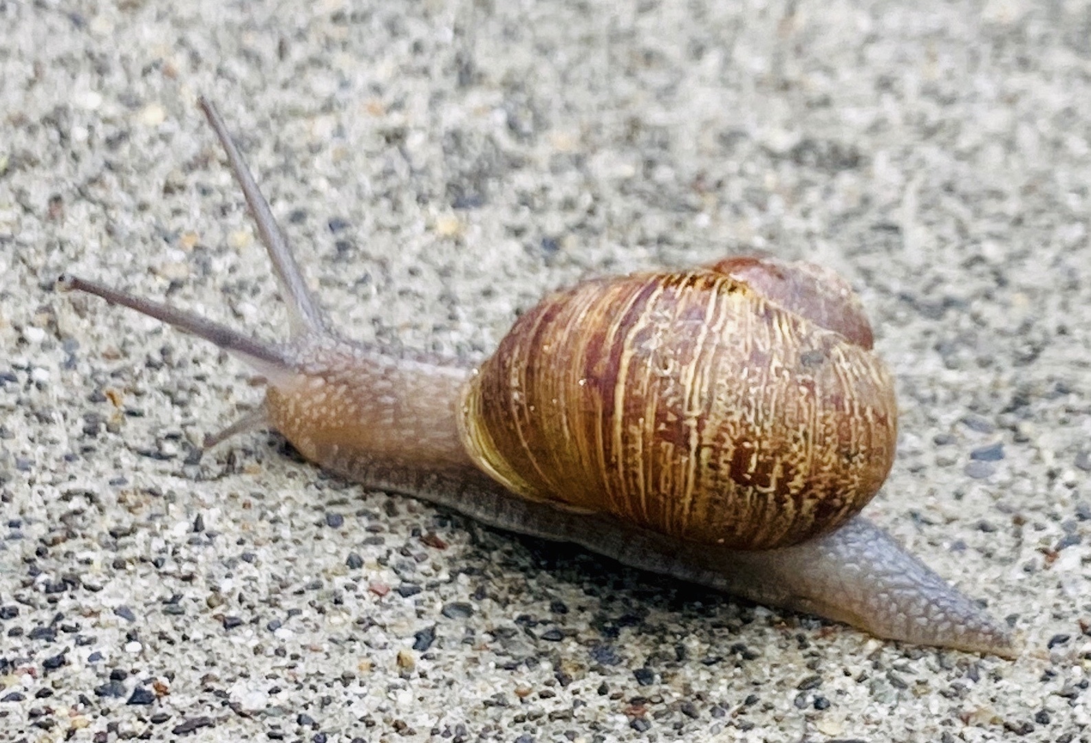 snailsub thumbnail