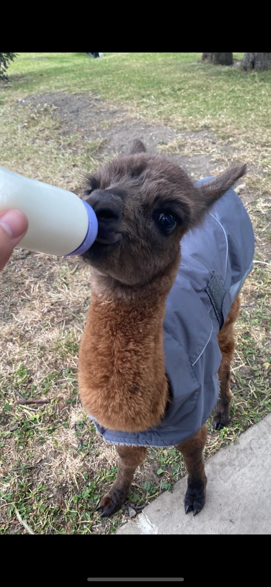 onlyalpacaalfie thumbnail