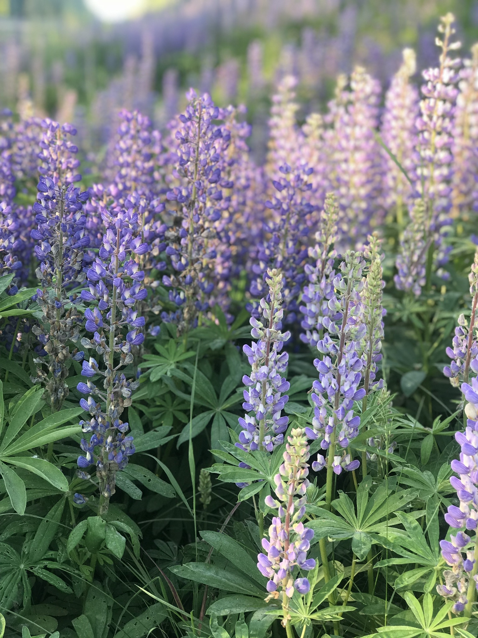 fieldsoflupine thumbnail