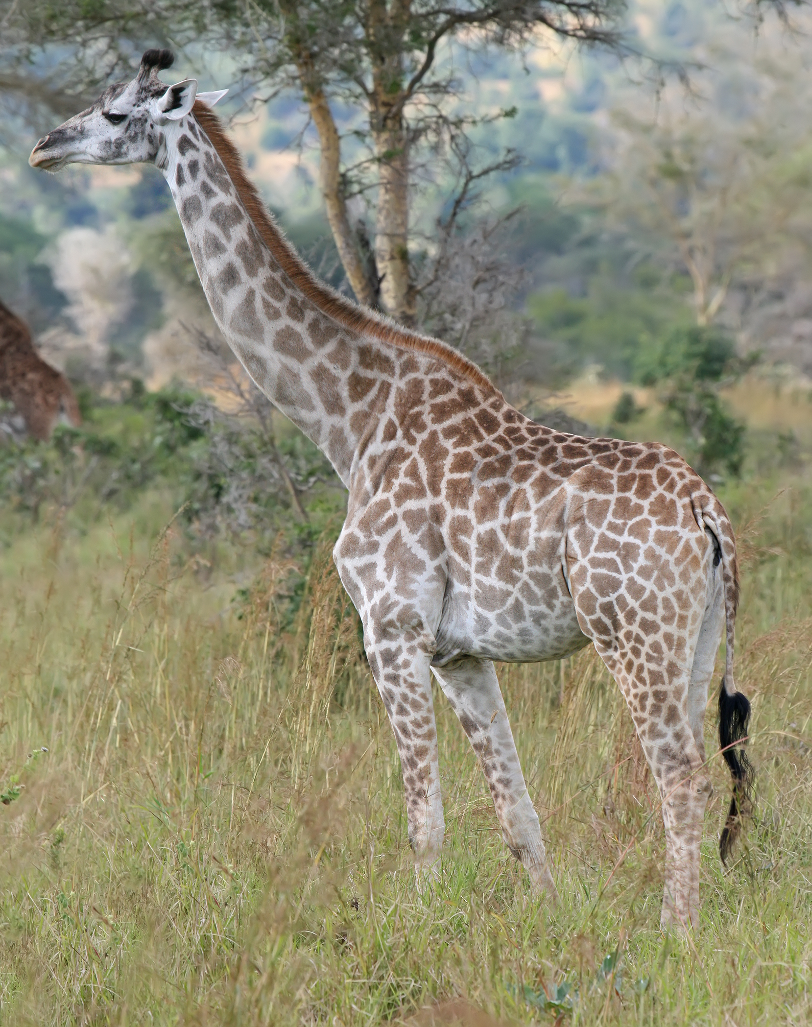 Thirdleg profile