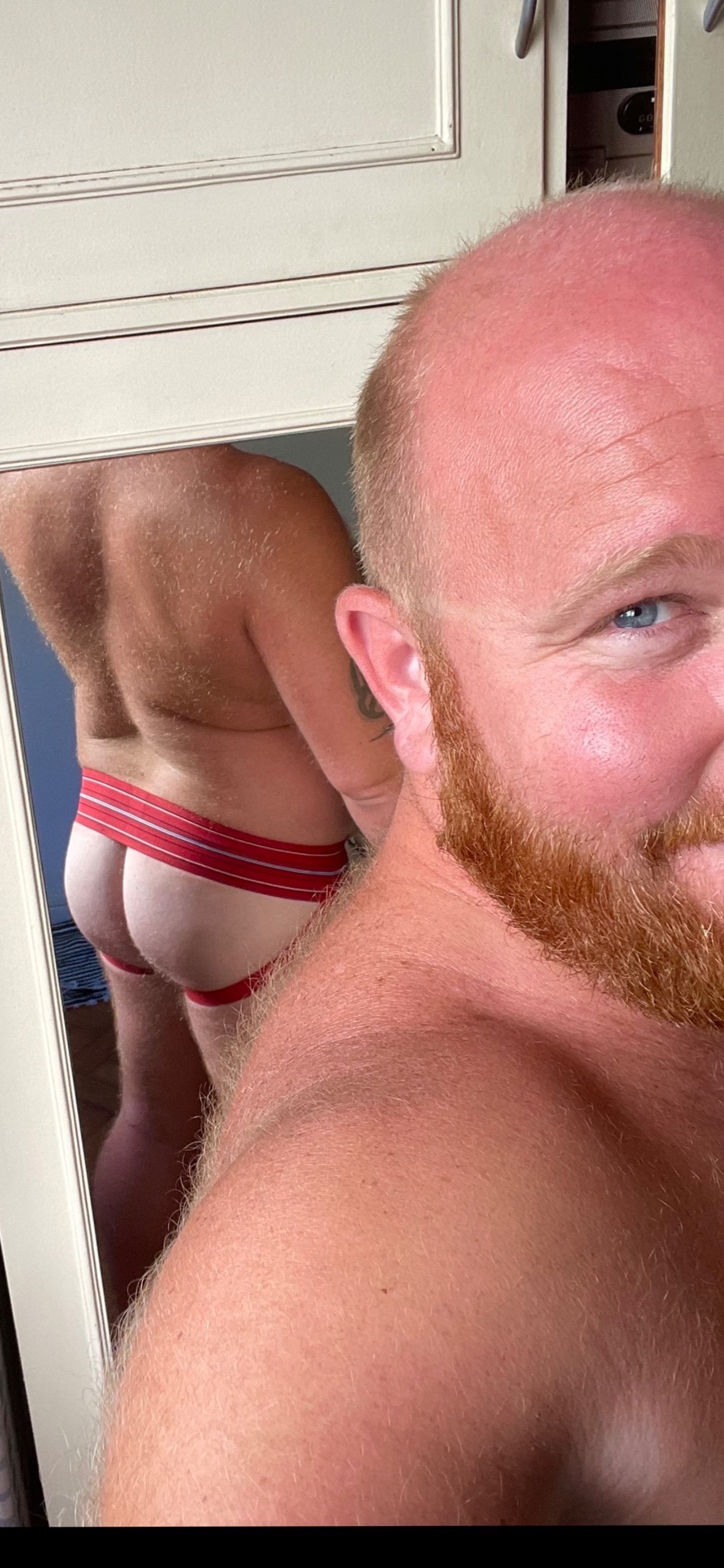 ginger-bear_urso-ruivo profile