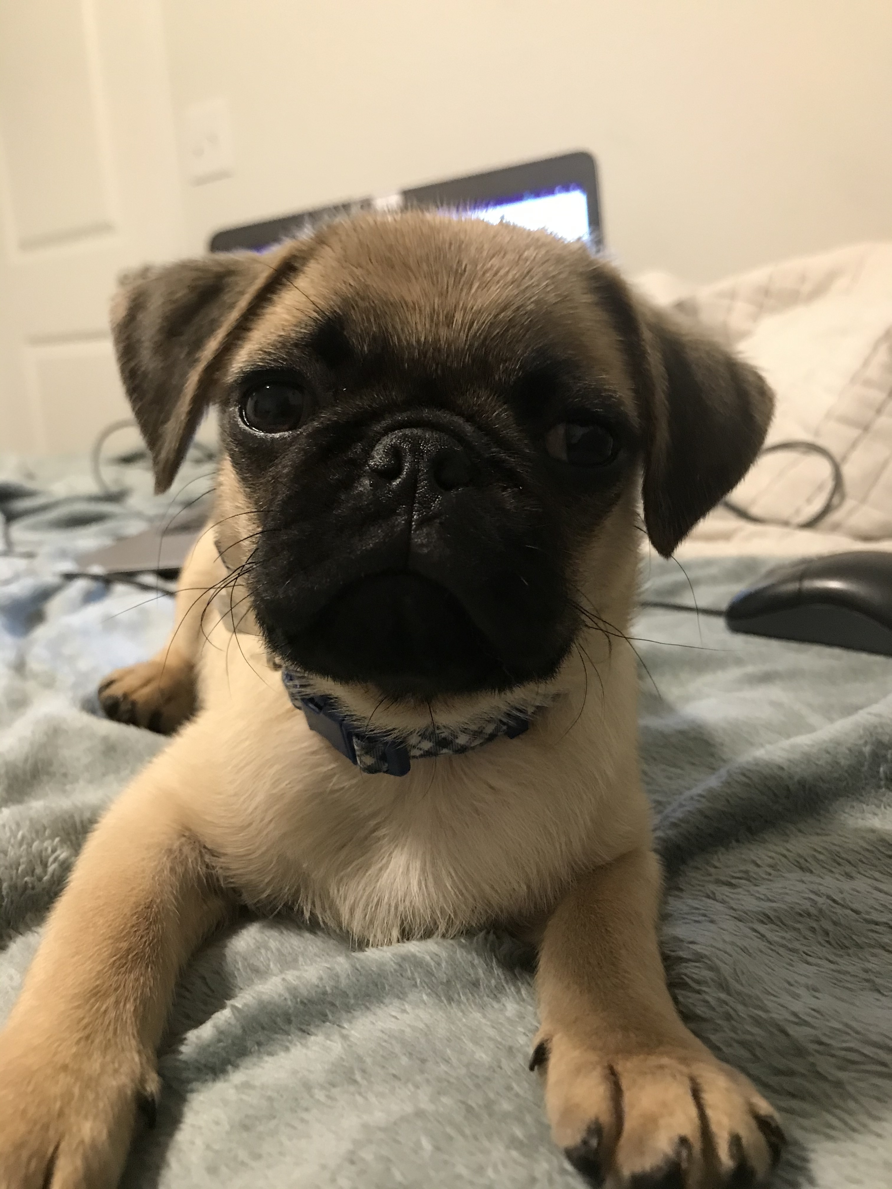 Only here for the Pugs profile