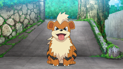 ScrubbyGrowlithe thumbnail