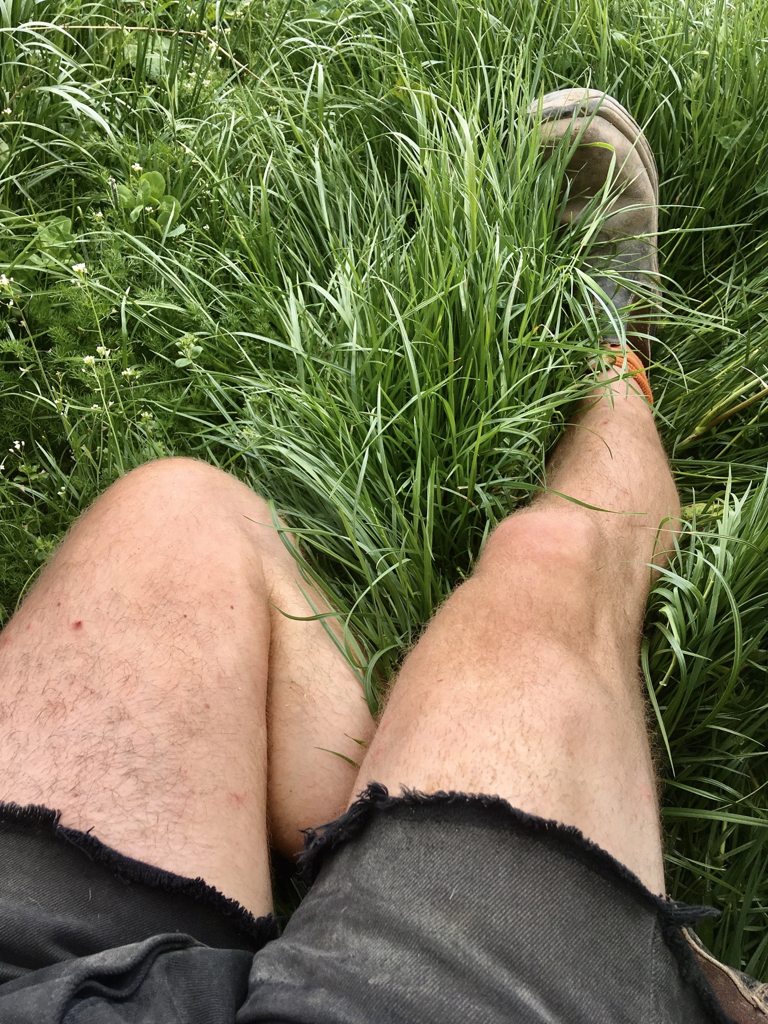 thefarmerslegs thumbnail