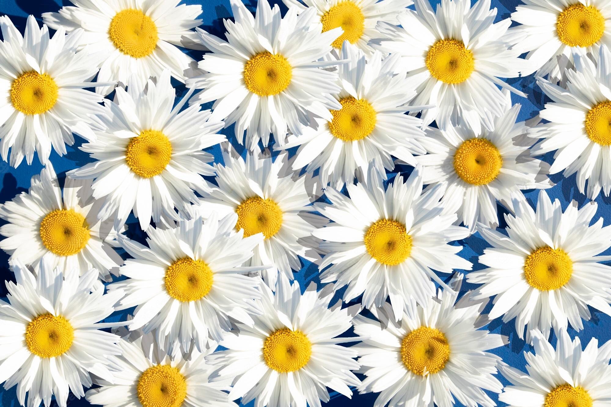 daisy_flowers thumbnail