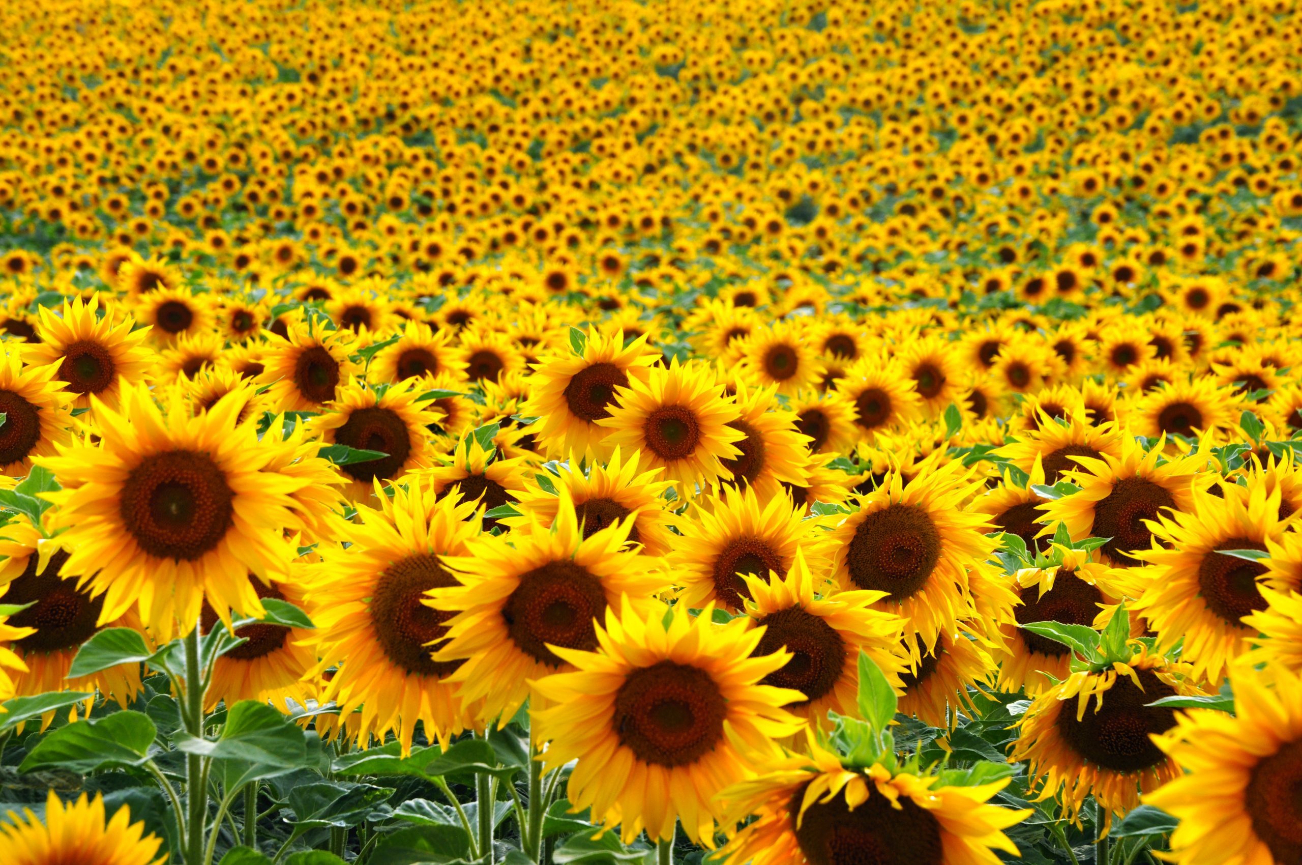 sunflowerbeauty1530 thumbnail