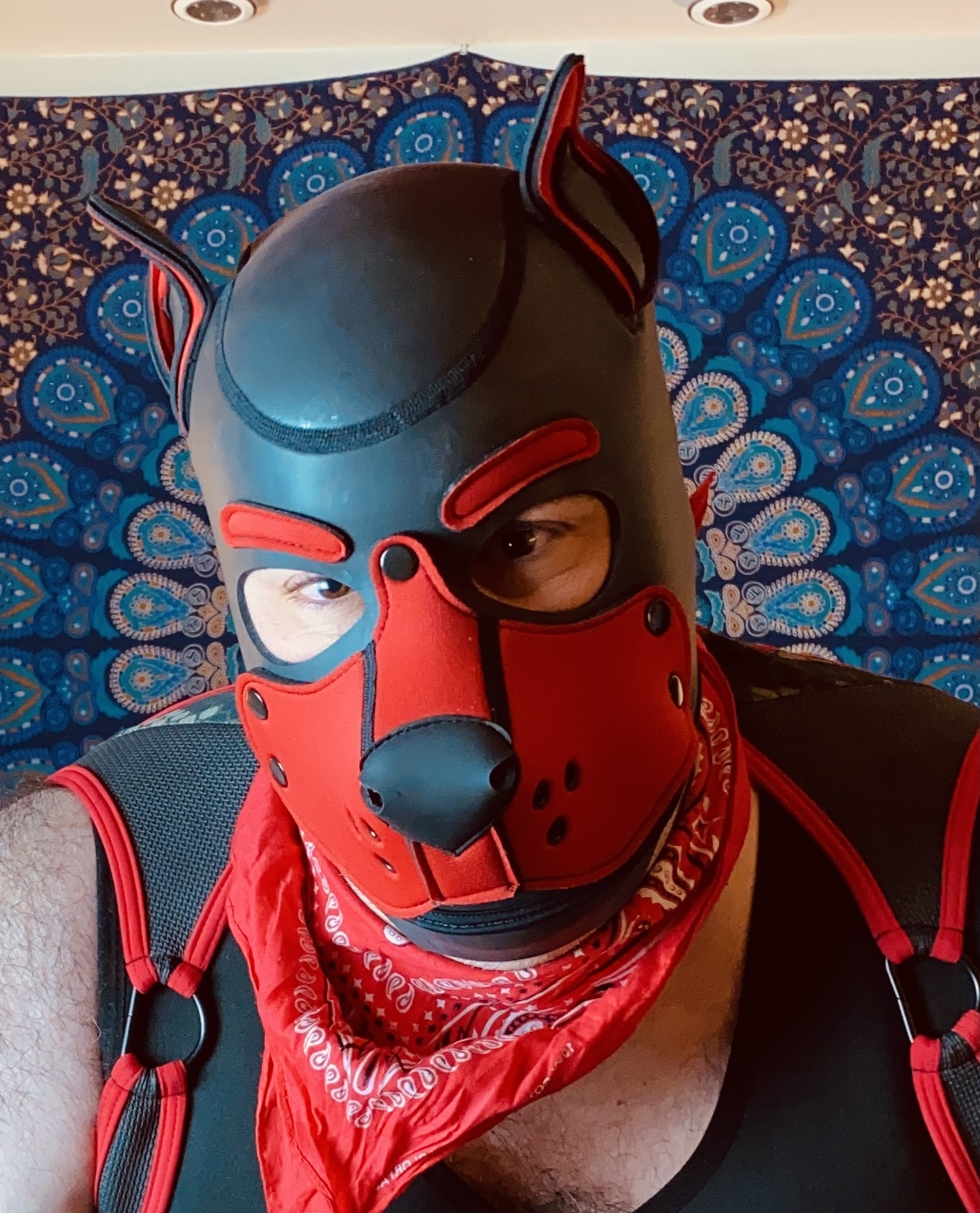 Bear Pup Gaymer profile