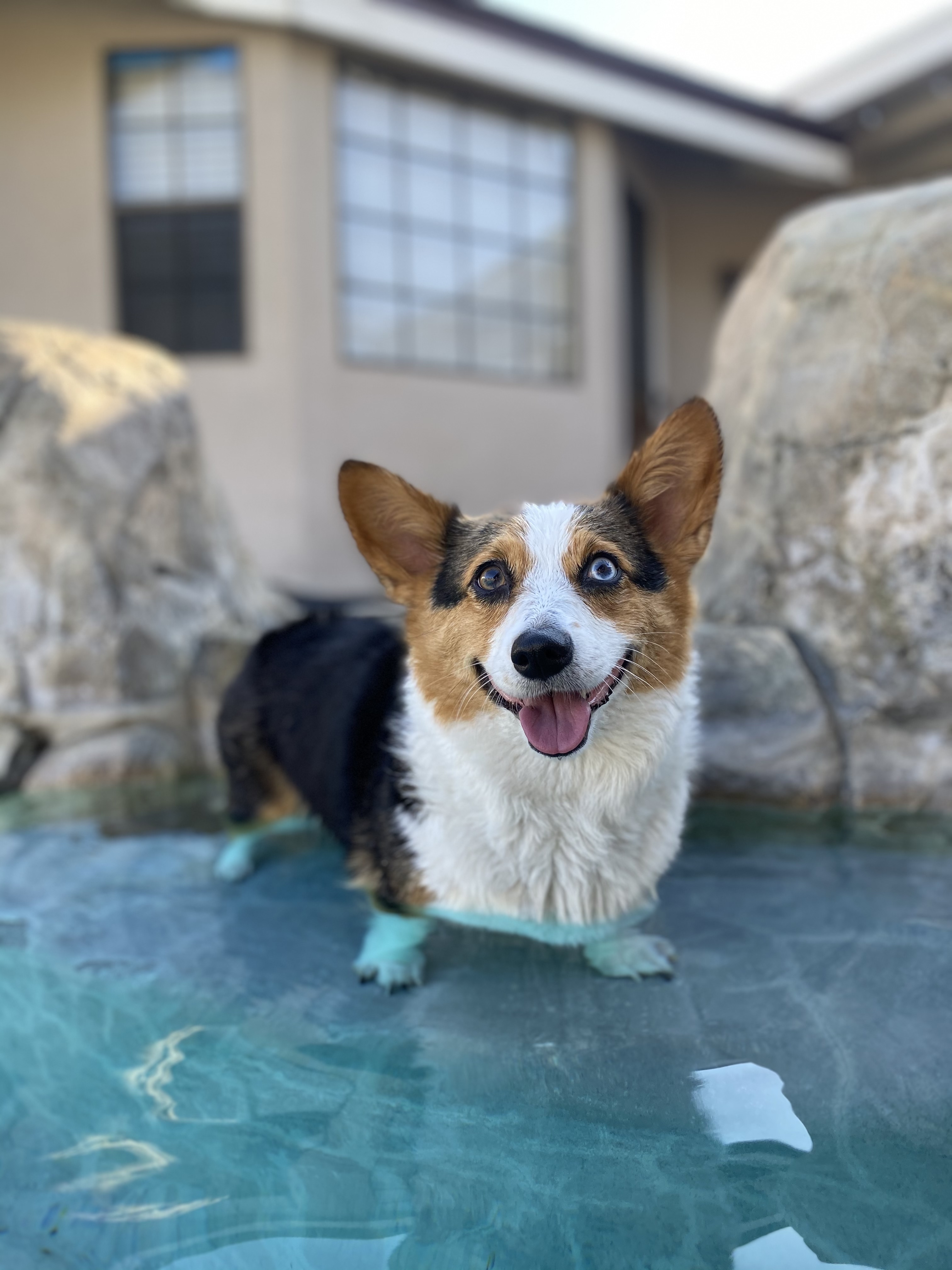 Kona The Corgi profile