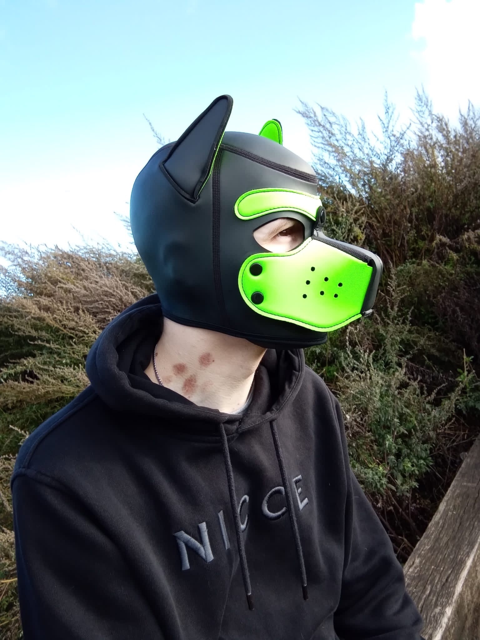 pup_oscar thumbnail