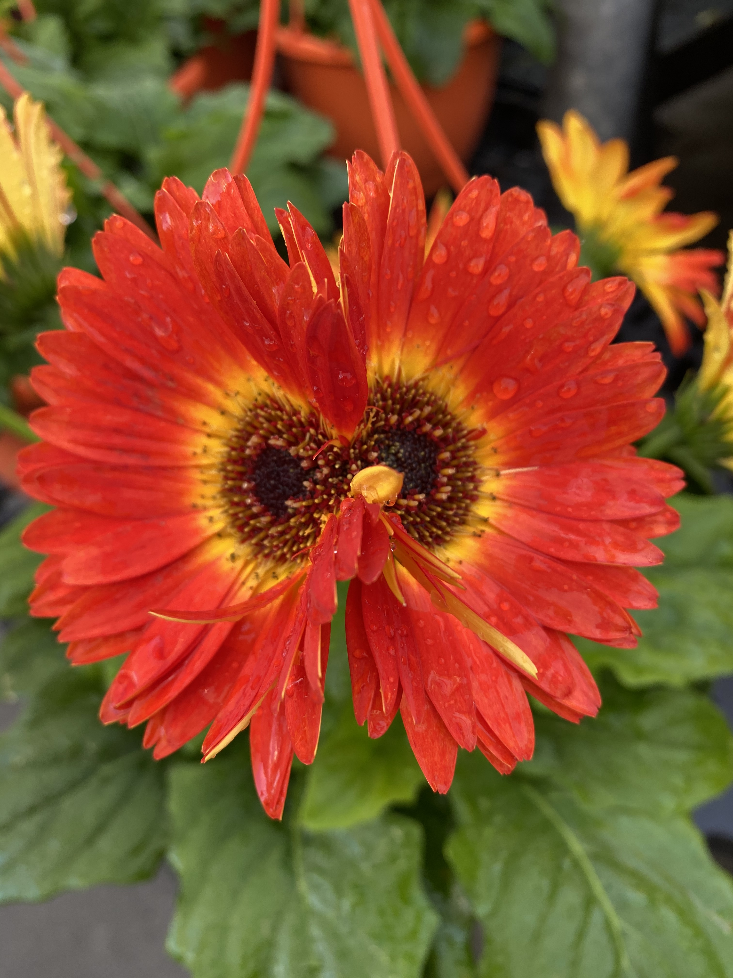 red-sunflower profile