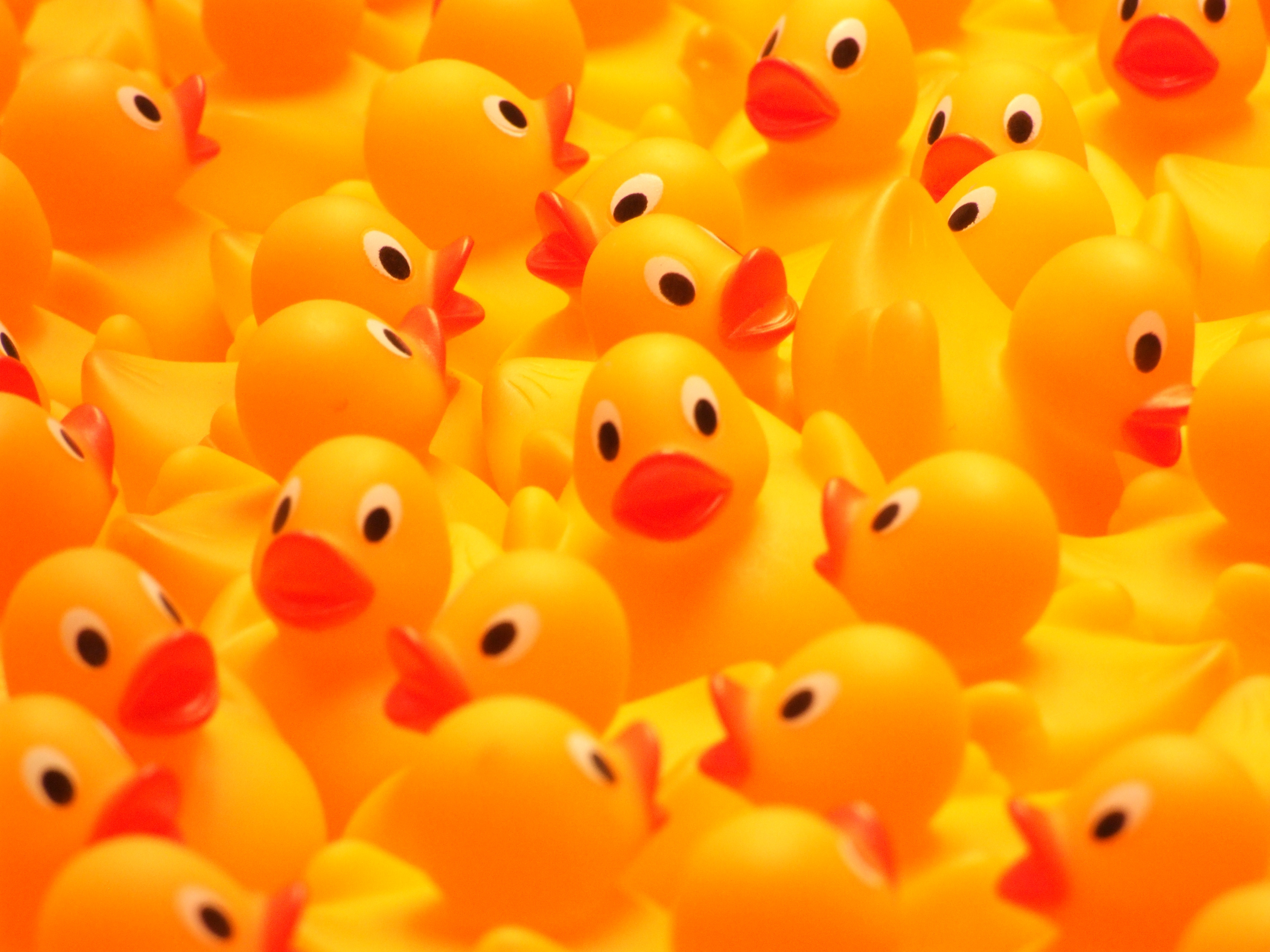 ducksforall thumbnail