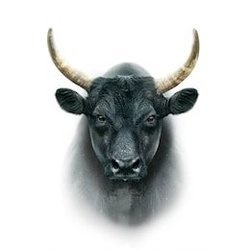 sirnatethebull profile