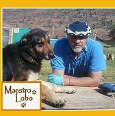 MaestroLobo profile