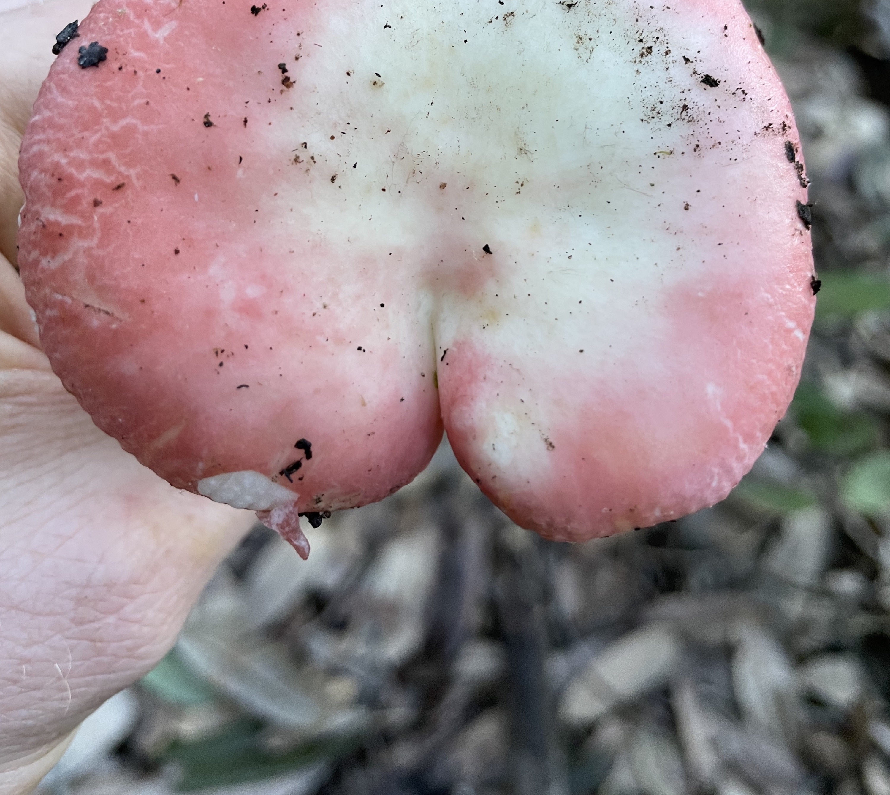 onlyfungi thumbnail