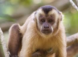 hoodedcapuchin profile