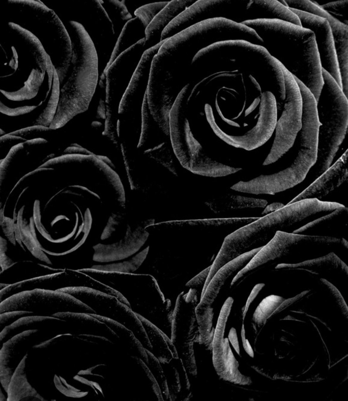 black-roses thumbnail