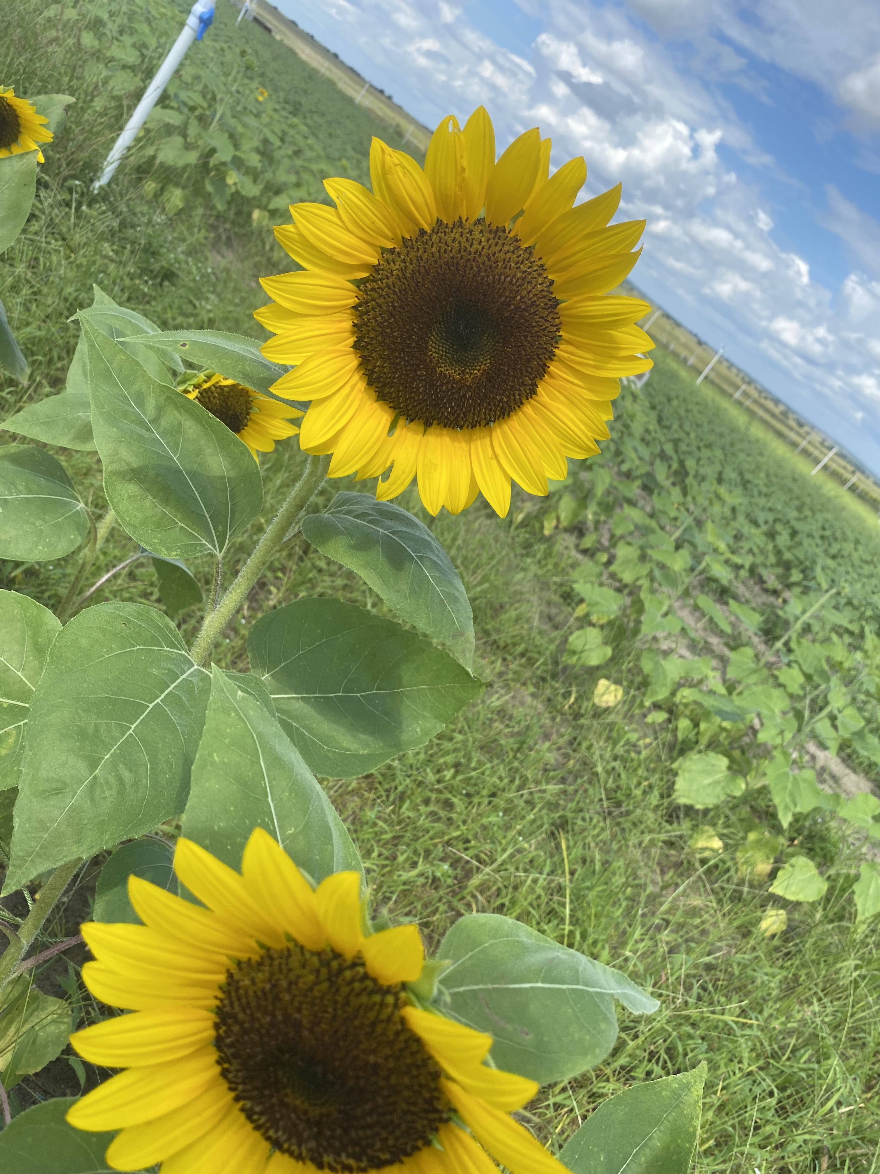 Sunflower 🌻 profile