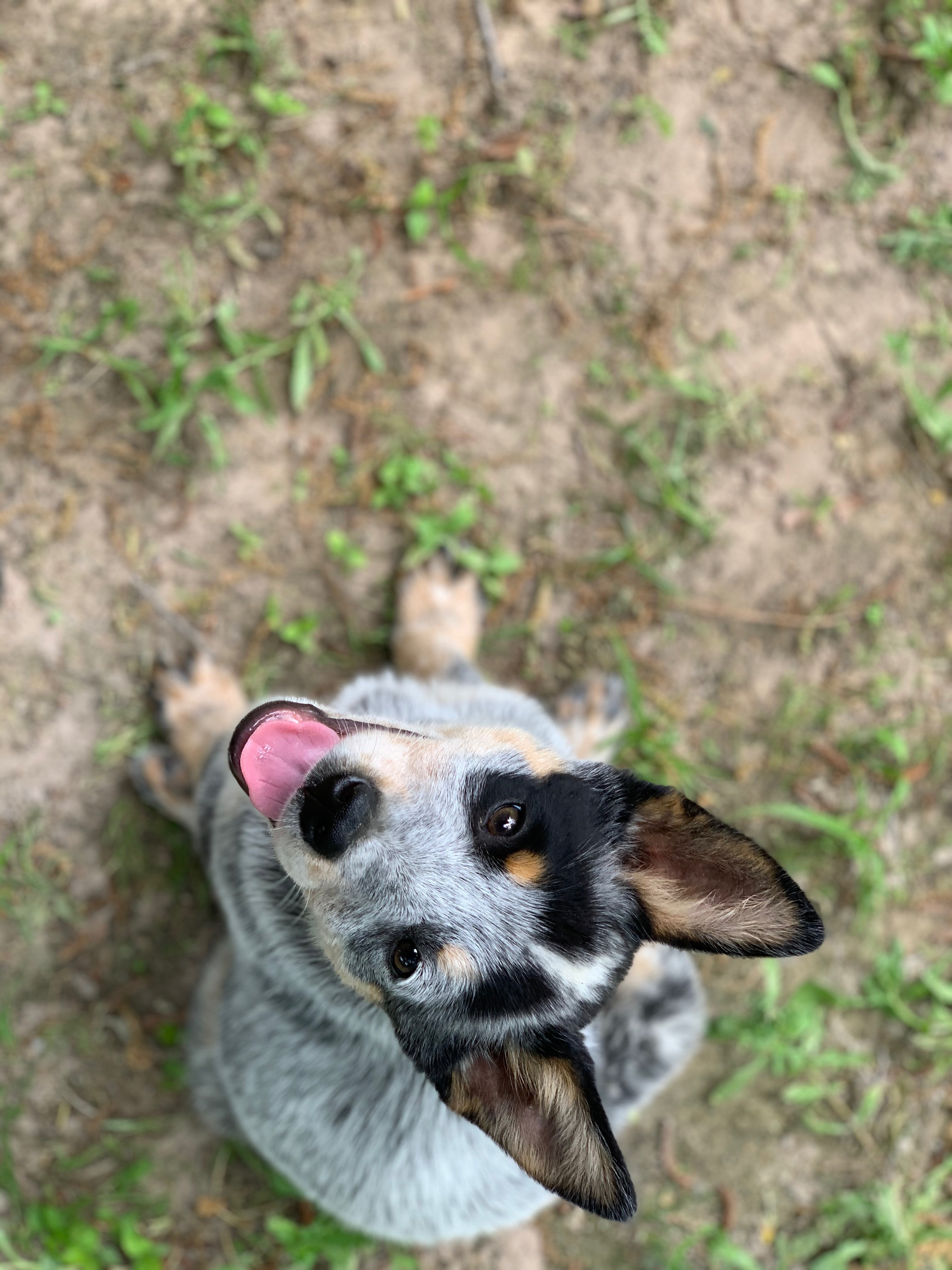 Pancho profile