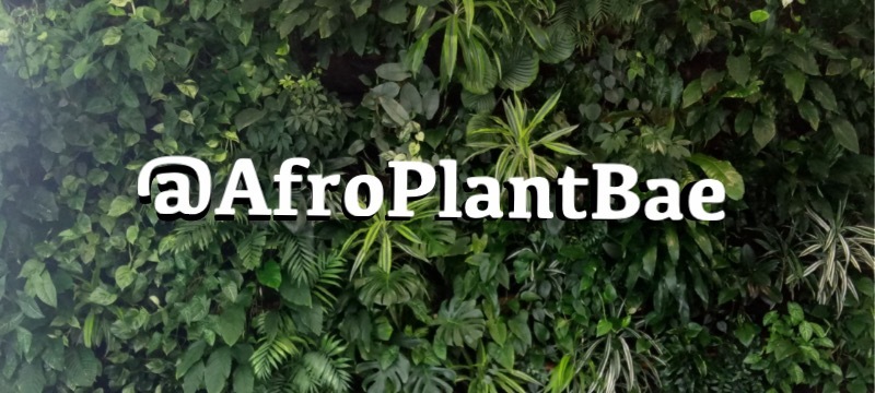 afroplantbae thumbnail