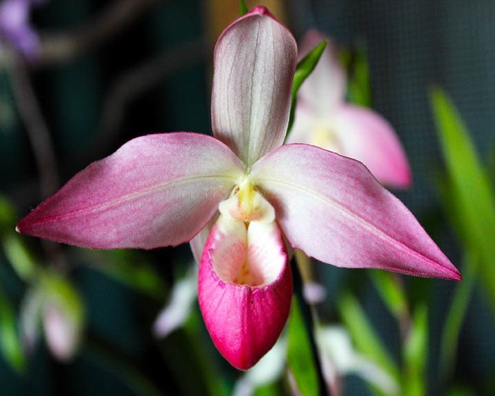 The Lady slipper thumbnail