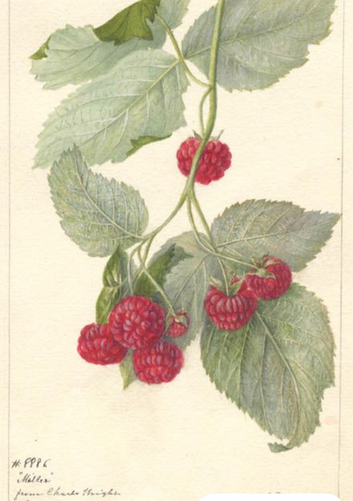 Raspberry thumbnail